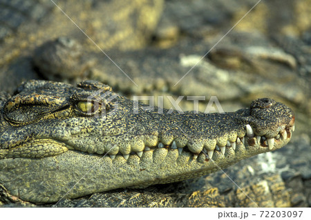 CAMBODIA SIEM REAP CROCODILE FARM 72203097