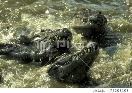 CAMBODIA SIEM REAP CROCODILE FARM 72203103