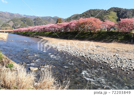 満開の河津桜 静岡県河津町 満開の河津桜 静岡県河津町 72203849