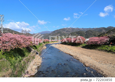 満開の河津桜 静岡県河津町 満開の河津桜 静岡県河津町 72203850