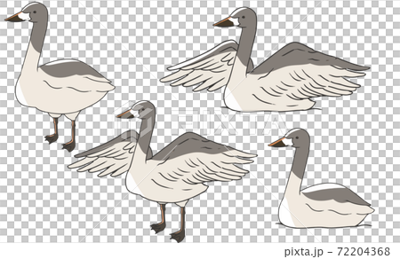 オオハクチョウ 幼鳥 オオハクチョウ 幼鳥 72204368