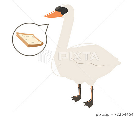 コブハクチョウ 餌やり 線無し のイラスト素材