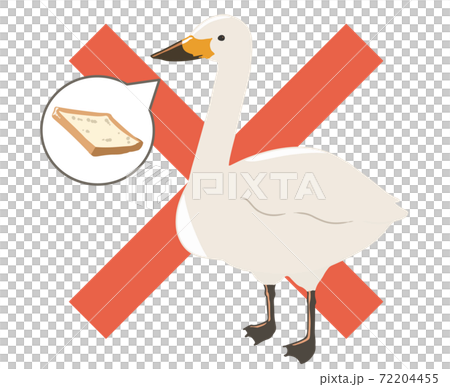 Whooper swan feeding prohibited (no line) 72204455