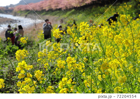 満開の河津桜と菜の花　静岡県河津町 72204554