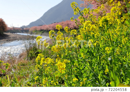 満開の河津桜と菜の花 静岡県河津町 満開の河津桜と菜の花 静岡県河津町 72204558