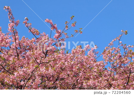 満開の河津桜 桜のアップ 静岡県河津町 満開の河津桜 桜のアップ 静岡県河津町 72204560