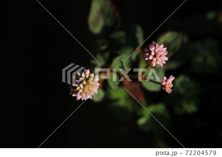 小さな桃色の花をつけるヒメツルソバ 72204579