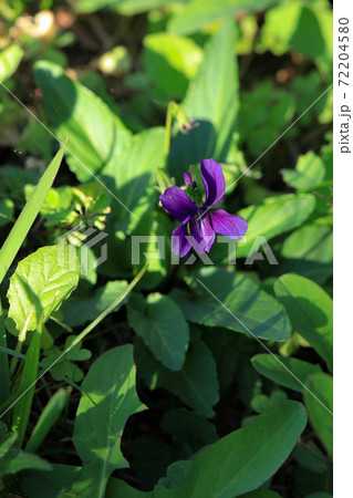 緑葉の上に濃紫色をつけた小さな野路菫 72204580