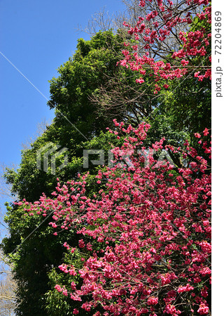 早春のアンデルセン公園に咲いた寒緋桜の写真素材