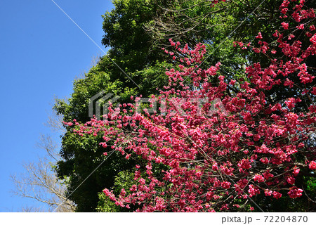 早春のアンデルセン公園に咲いた寒緋桜の写真素材