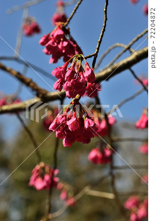 早春のアンデルセン公園に咲いた寒緋桜の写真素材