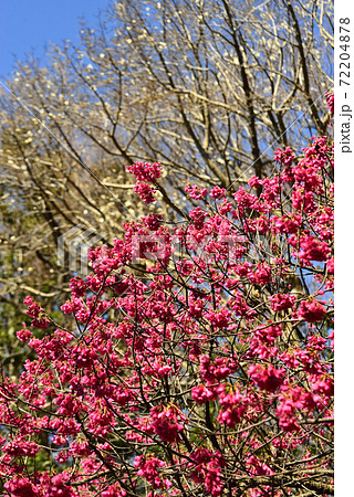 早春のアンデルセン公園に咲いた寒緋桜の写真素材