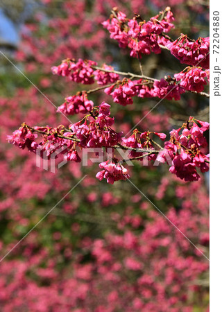 早春のアンデルセン公園に咲いた寒緋桜の写真素材 7240