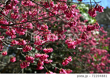 早春のアンデルセン公園に咲いた寒緋桜の写真素材 7241