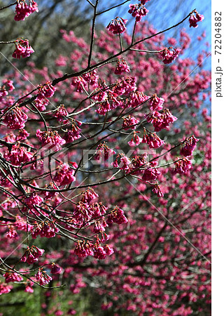 早春のアンデルセン公園に咲いた寒緋桜の写真素材 7248