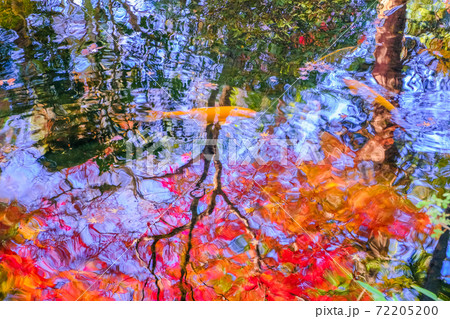 紅葉を映す放生池 紅葉を映す放生池 72205200