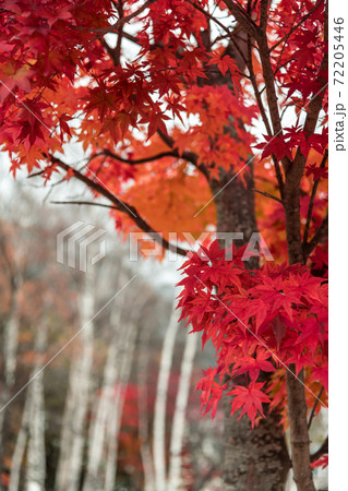 【奥日光、湯ノ湖付近の紅葉】 72205446