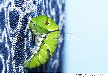 ナミアゲハ アゲハ の幼虫 前蛹 飼育の写真素材