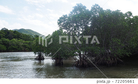 石垣島　吹通川ヒルギ群落 72205661