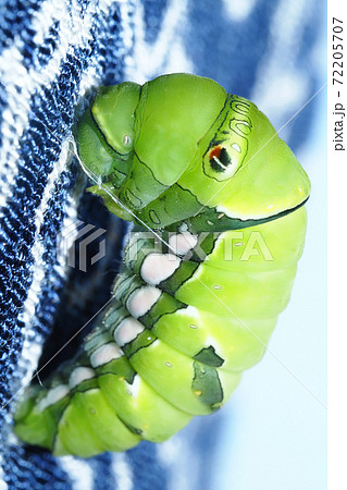 ナミアゲハ アゲハ の幼虫 前蛹 飼育の写真素材