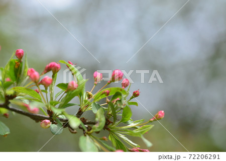 酢実のピンク色の蕾 72206291