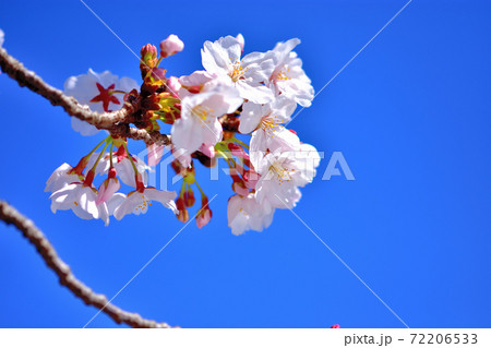 満開の桜・ソメイヨシノ 72206533