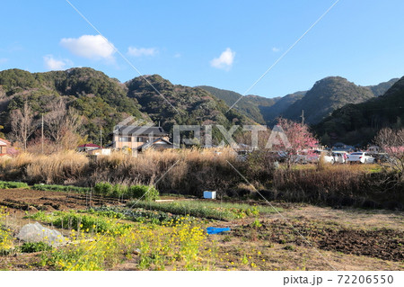 早春の原風景 静岡県河津町 早春の原風景 静岡県河津町 72206550