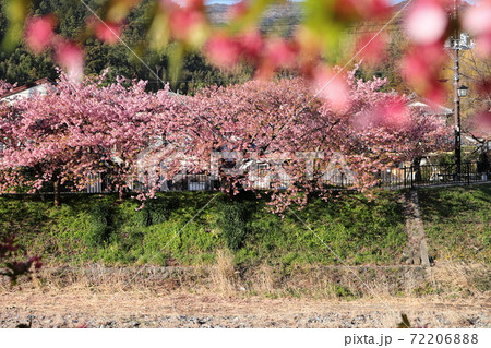 満開の河津桜 静岡県河津町 満開の河津桜 静岡県河津町 72206888
