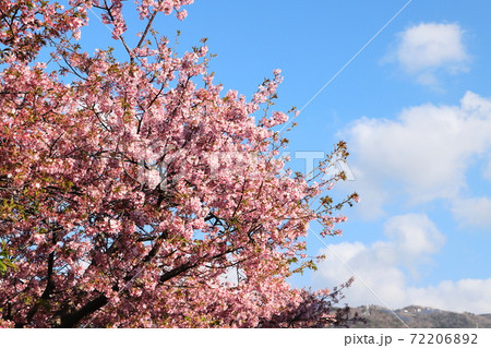 満開の河津桜 桜のアップ 静岡県河津町 満開の河津桜 桜のアップ 静岡県河津町 72206892