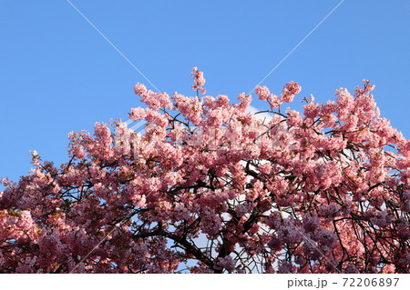 満開の河津桜 桜のアップ 静岡県河津町の写真素材 [72206897] - PIXTA