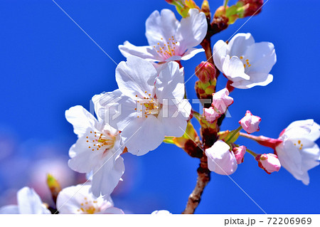 満開の桜・ソメイヨシノ 72206969