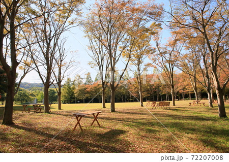秋の公園　色づく雑木 72207008