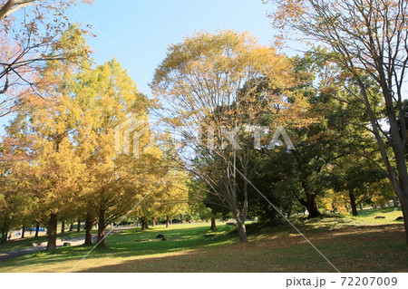 秋の公園　色づく雑木 72207009