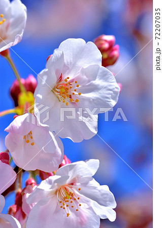 満開の桜・ソメイヨシノ 満開の桜・ソメイヨシノ 72207035