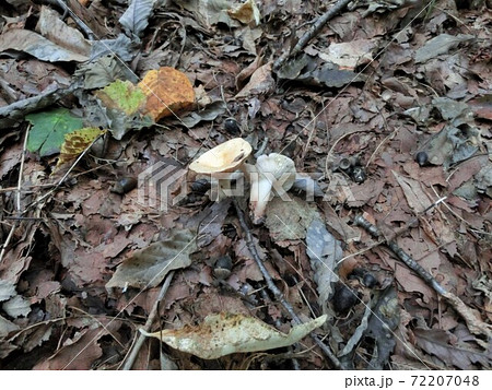 キチチタケ　毒キノコ　写真 72207048