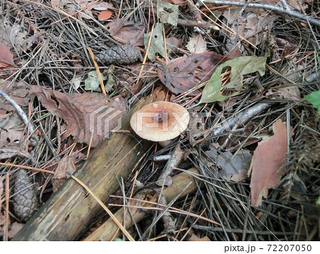 キチチタケ 毒キノコ 写真 キチチタケ 毒キノコ 写真 72207050