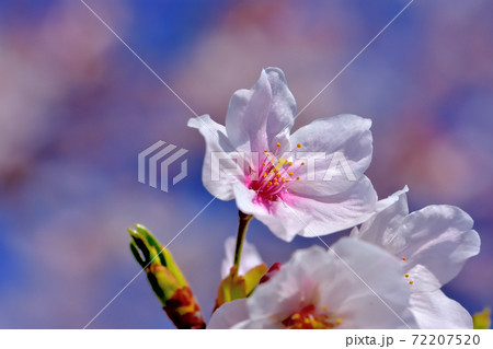 満開の桜・ソメイヨシノ 満開の桜・ソメイヨシノ 72207520