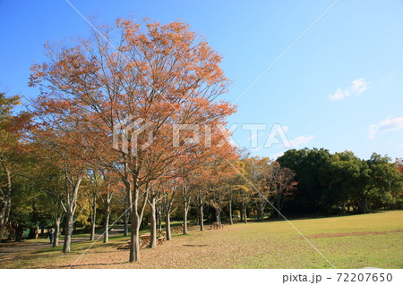 秋の公園 色づく雑木 秋の公園 色づく雑木 72207650