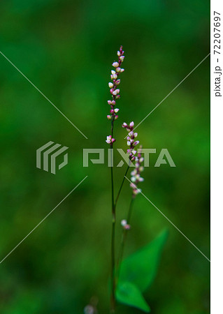 イヌタデは道端などでよく見かける雑草 72207697