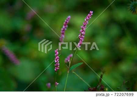 イヌタデは道端などでよく見かける雑草 72207699