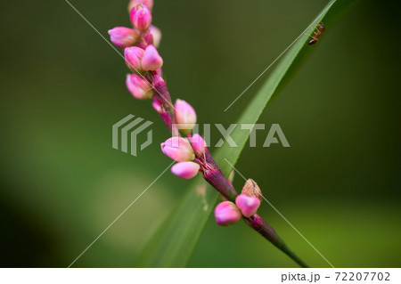 イヌタデは道端などでよく見かける雑草 72207702