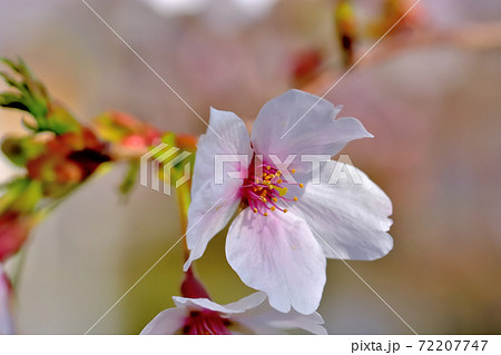 満開の桜・ソメイヨシノ 72207747