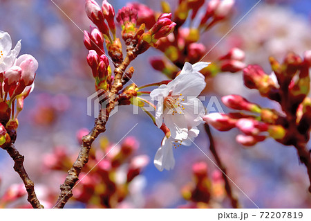 満開の桜・ソメイヨシノ 72207819