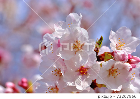 満開の桜・ソメイヨシノ 満開の桜・ソメイヨシノ 72207966