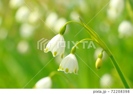 スズラン水仙 72208398