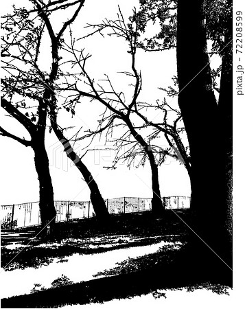 冬の公園に広がる老木と枯れ枝のシルエット 72208599