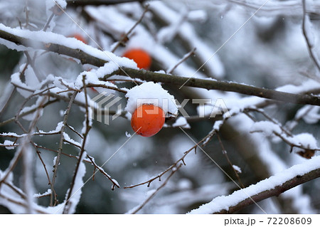 雪が積もり寒々しい渋柿 72208609