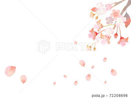水彩の桜の枝のイラスト 和モダンのイラスト素材