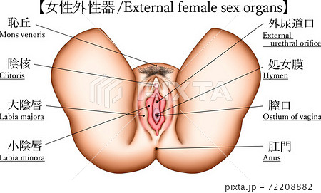 女性性器画像 女性の生殖器のしくみ - からだと病気のしくみ図鑑 - goo辞書