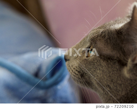 青い毛布とロシアンブルーの子猫の横顔 青い毛布とロシアンブルーの子猫の横顔 72209210